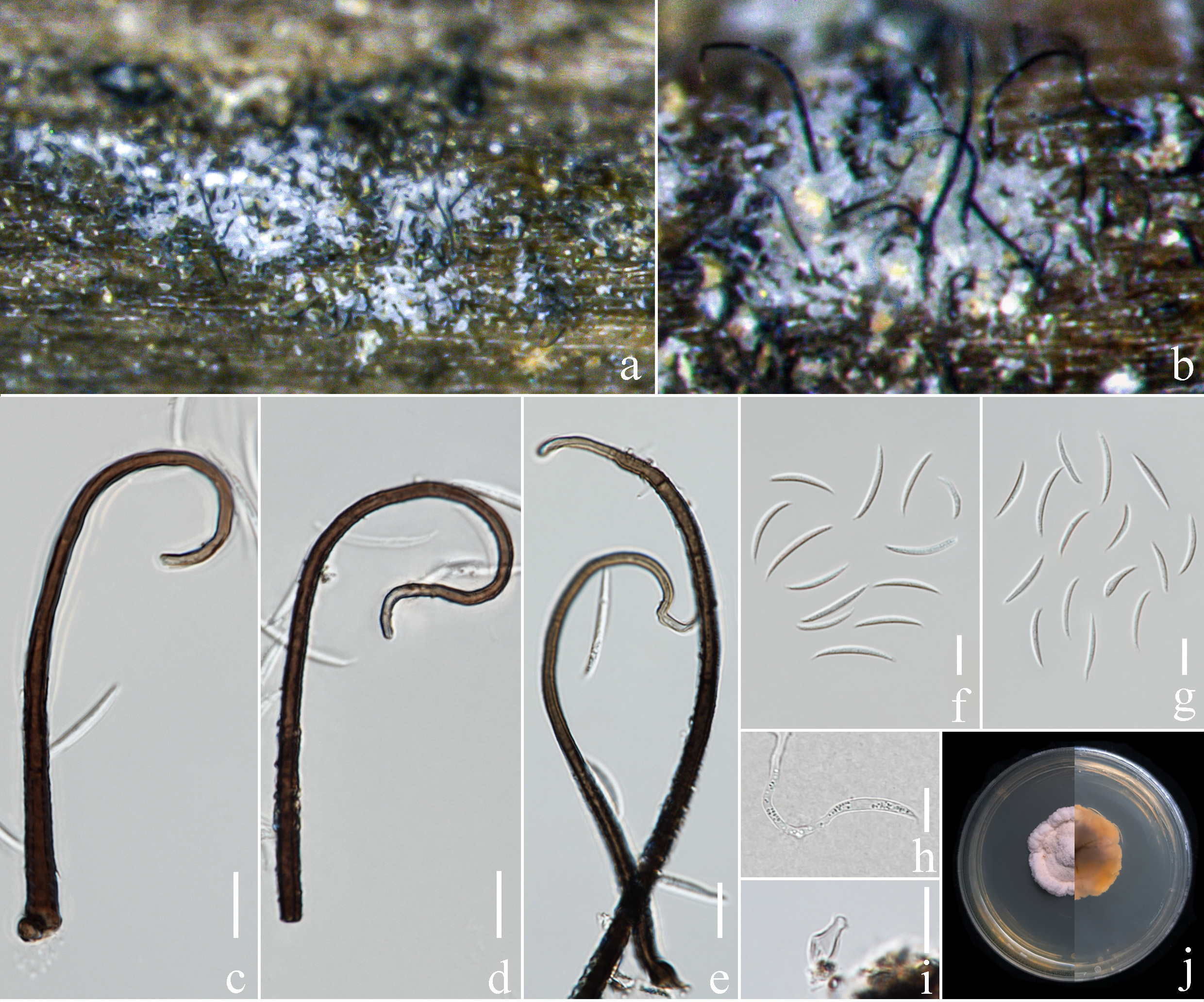 Figure 115